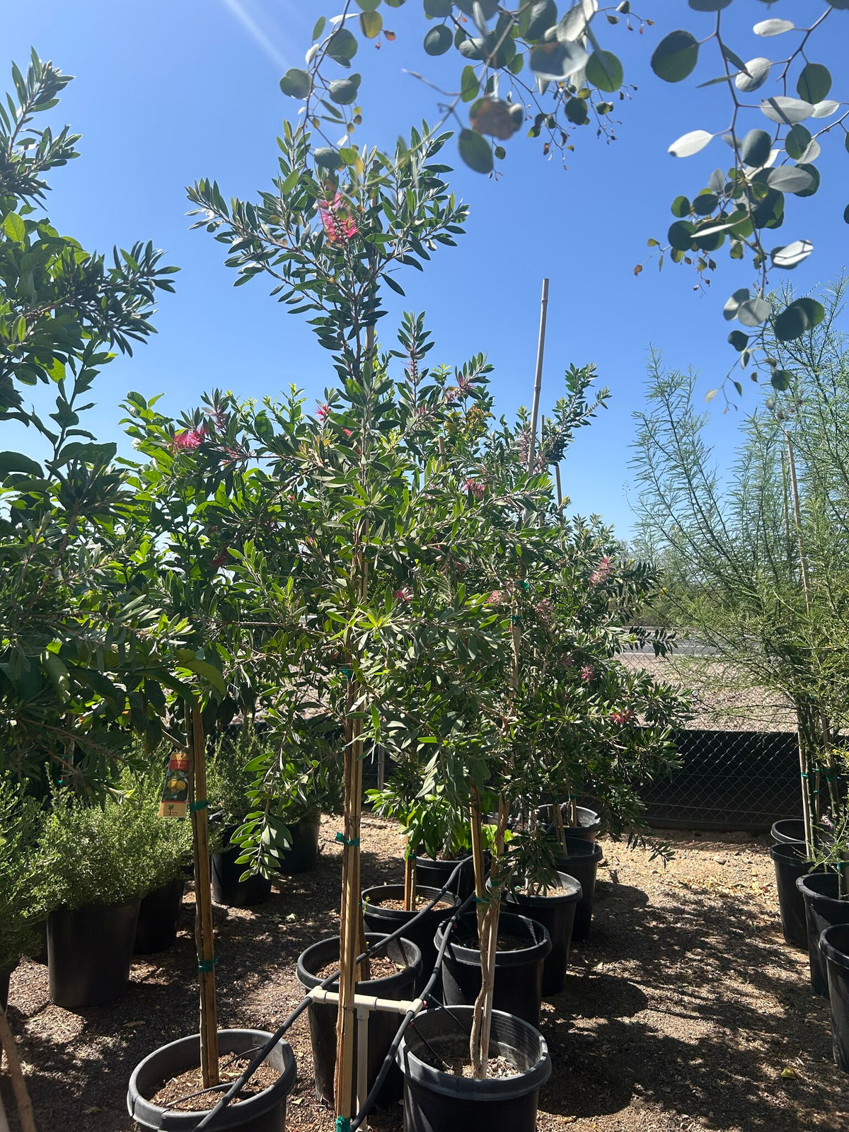Lemon Bottle Brush Tree in bloom as a red flowering accent in a Phoenix landscape