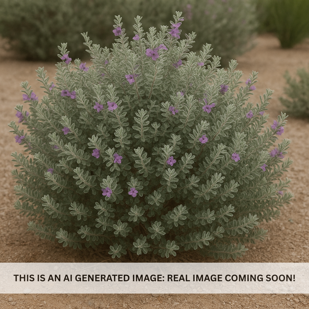 Leucophyllum frutescens ‘Convent’