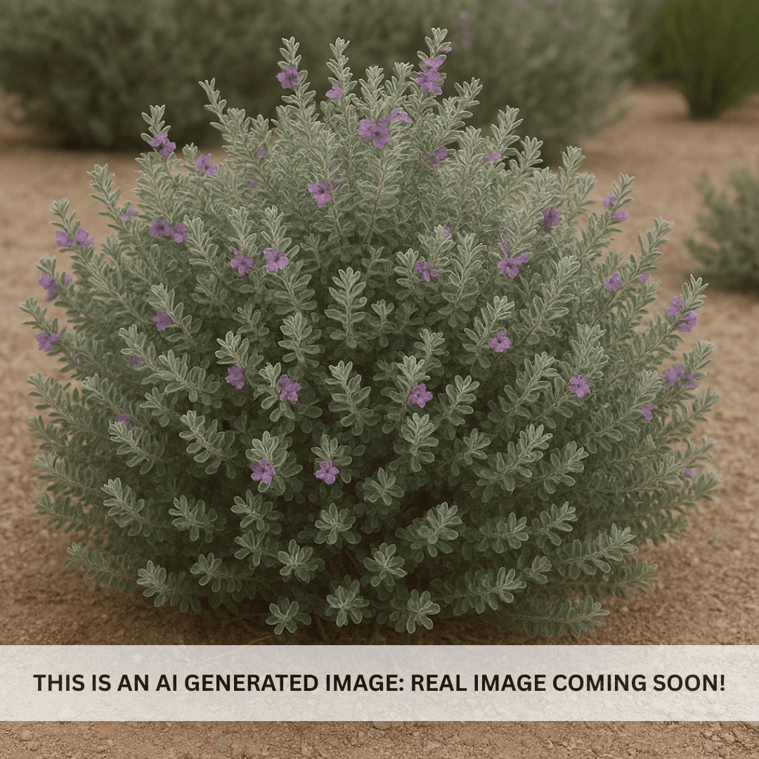 Convent Texas Sage (Leucophyllum frutescens) rounded shrub with purple blooms in desert landscape — Phoenix, AZ