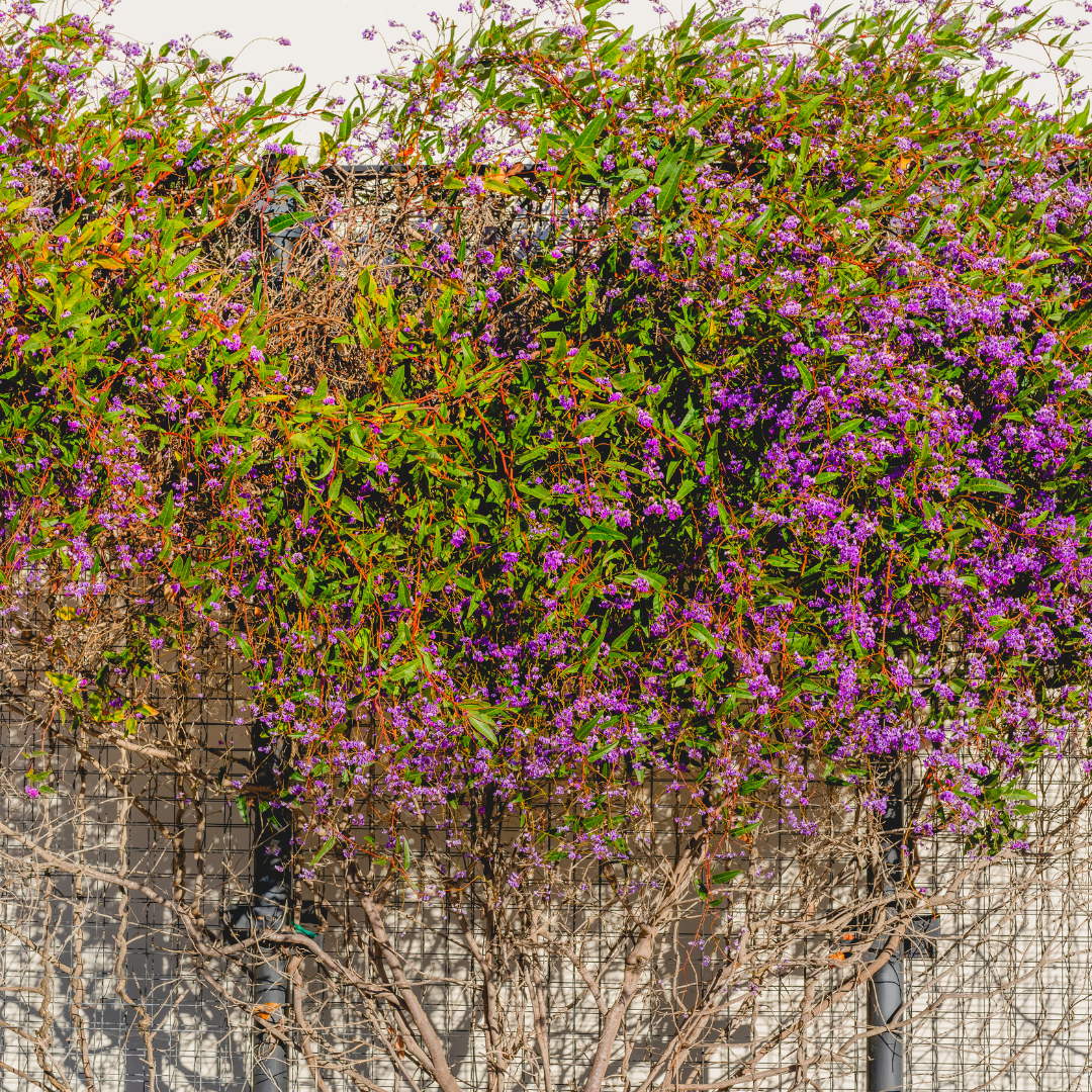 Lilac Vine (Hardenbergia violacea) in full bloom covering wire trellis fence with cascading purple flowers — Phoenix, AZ