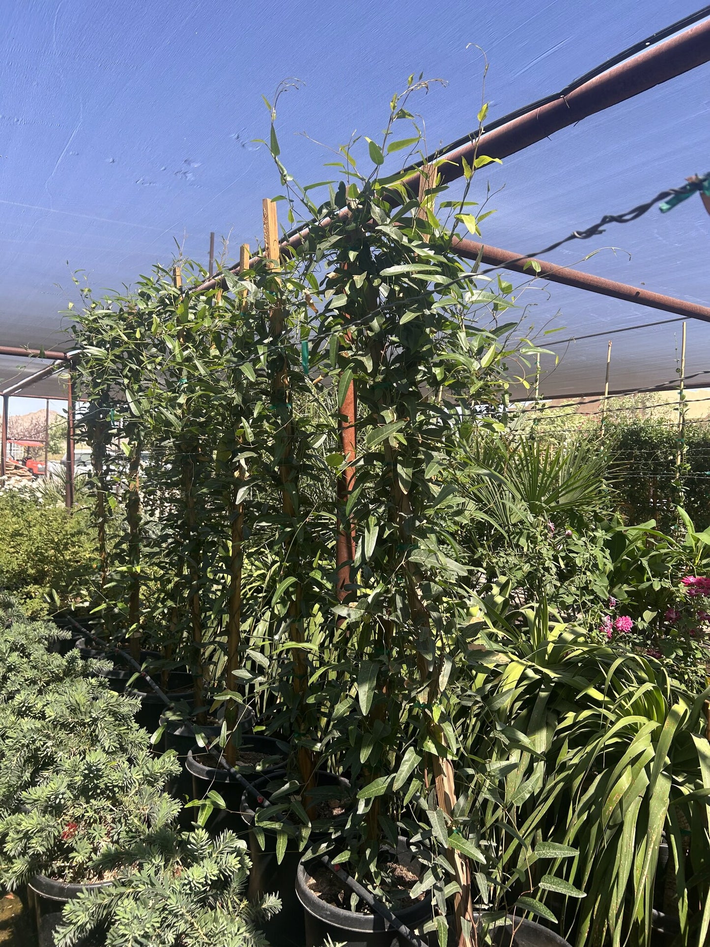 Lilac Vine 10/15 Gallon