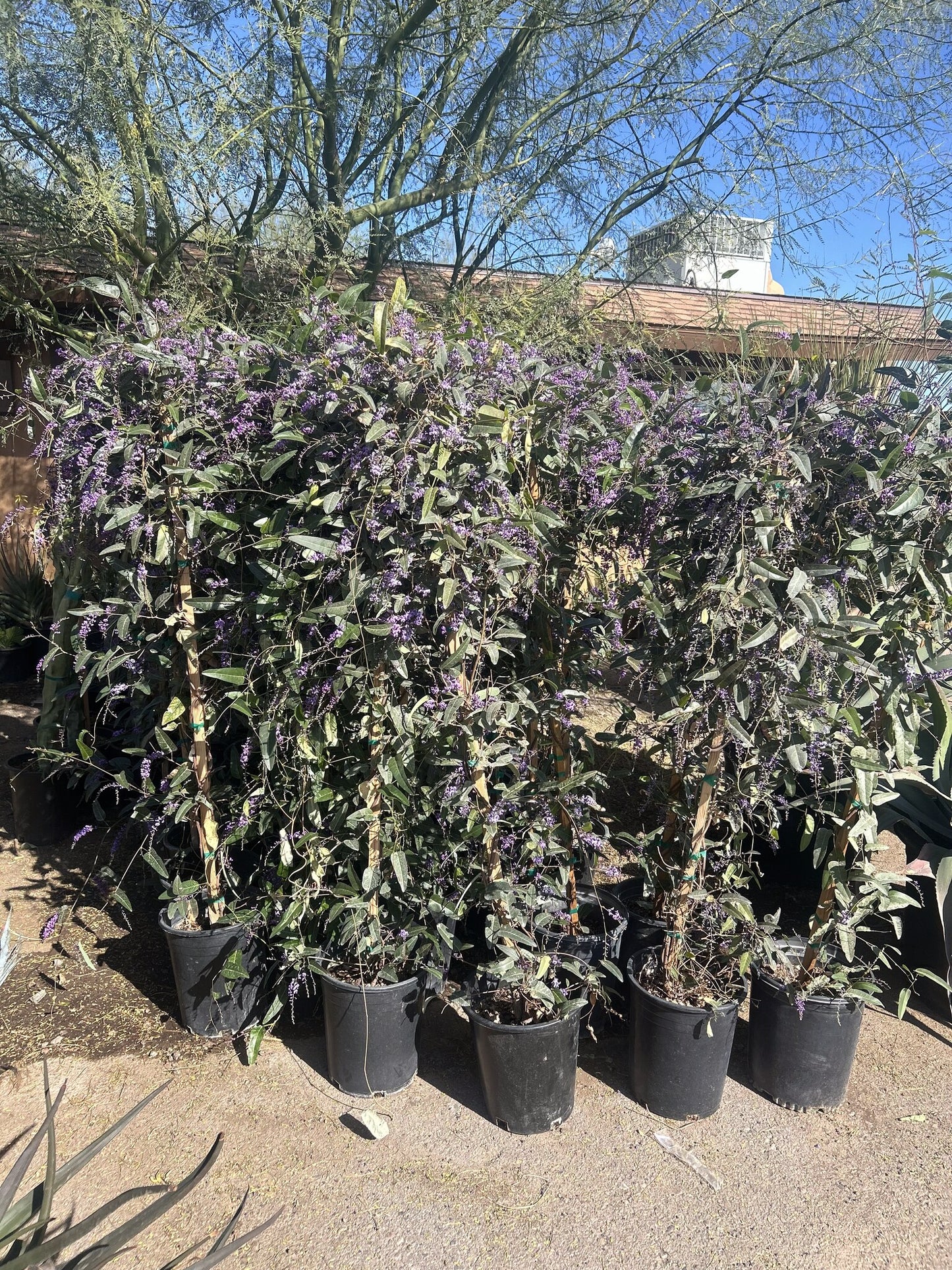 Lilac Vine 3/5 Gallon