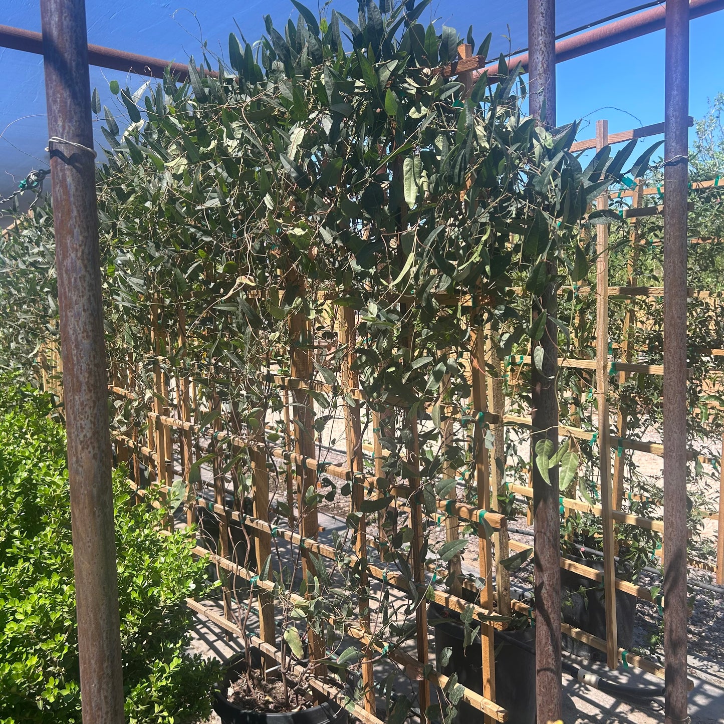 15 gallon Lilac Vine Espalier (Duranta erecta) trained on wooden trellis in nursery — Phoenix, AZ