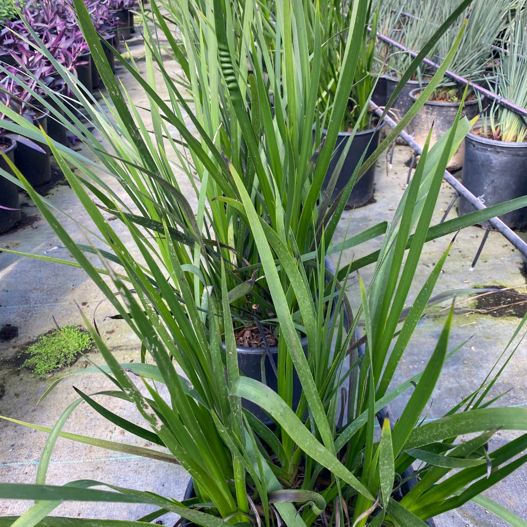 Lily Turf (Liriope muscari) grass-like green foliage in nursery pot — Phoenix, AZ