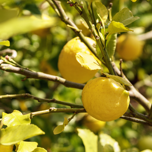 Lisbon Lemon