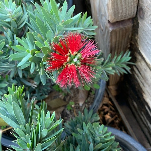 Little John Dwarf Bottlebrush (Callistemon citrinus) single red flower close-up — Phoenix, AZ