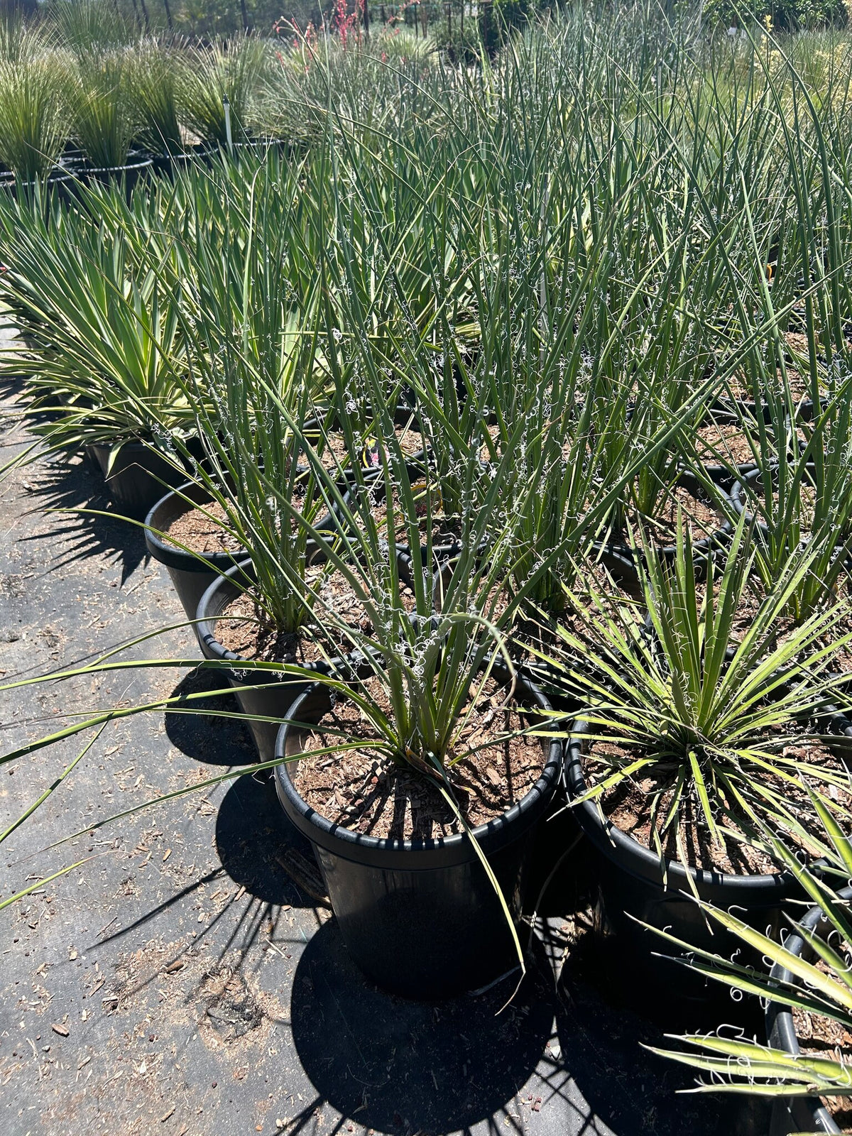 Little Giant - 10/15 Gallon