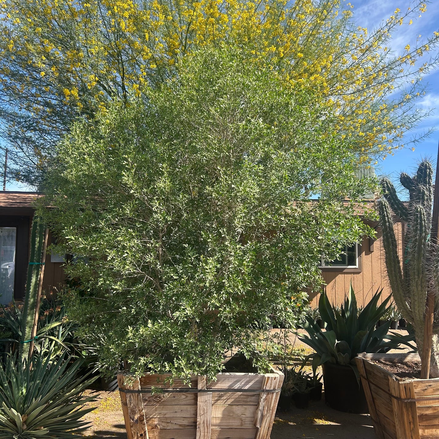 36" box Little League Ash (Fraxinus velutina 'Little League') in nursery pot — Phoenix, AZ