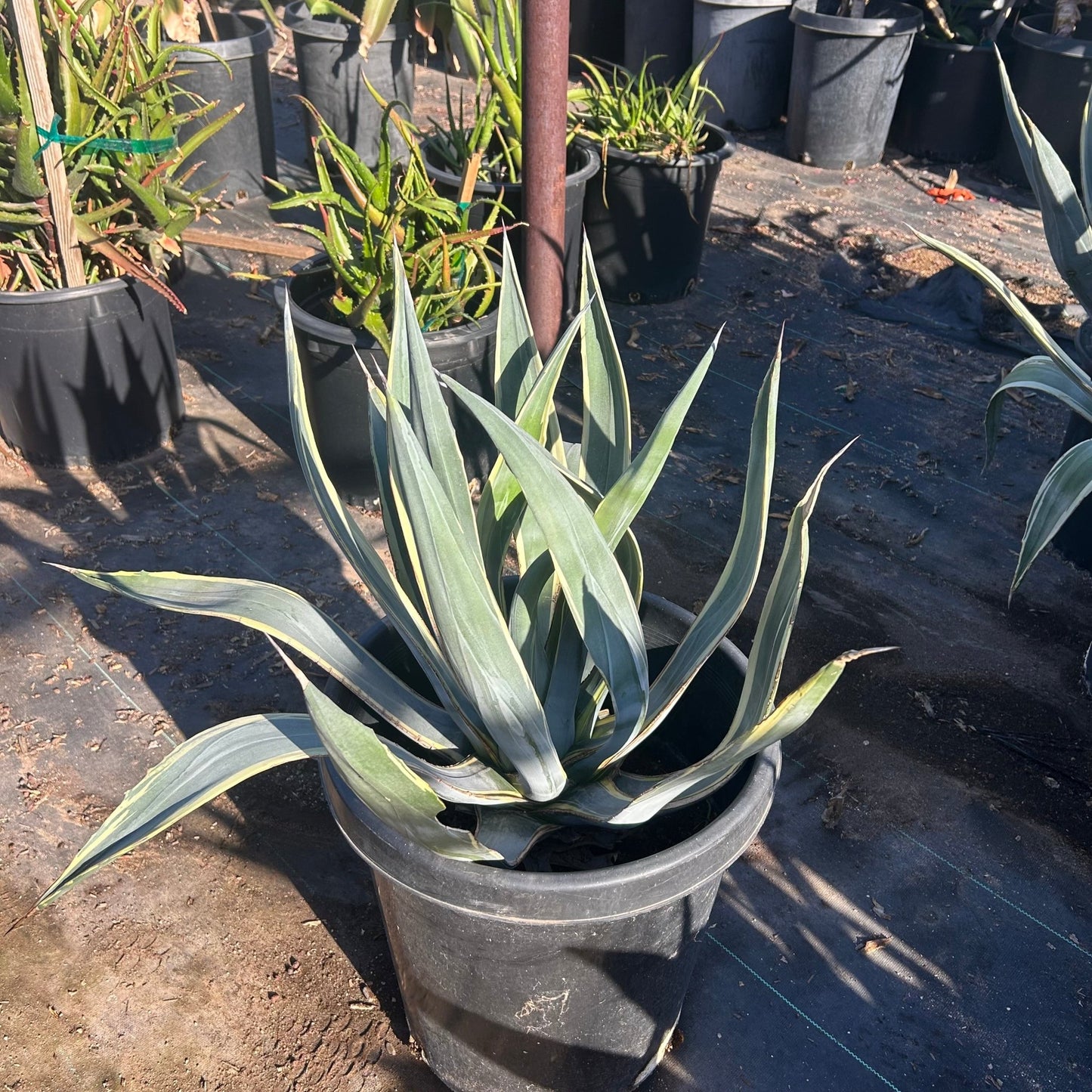 15 gallon Little Miss America Eucalyptus (Corymbia 'Little Miss America') in nursery pot — Phoenix, AZ
