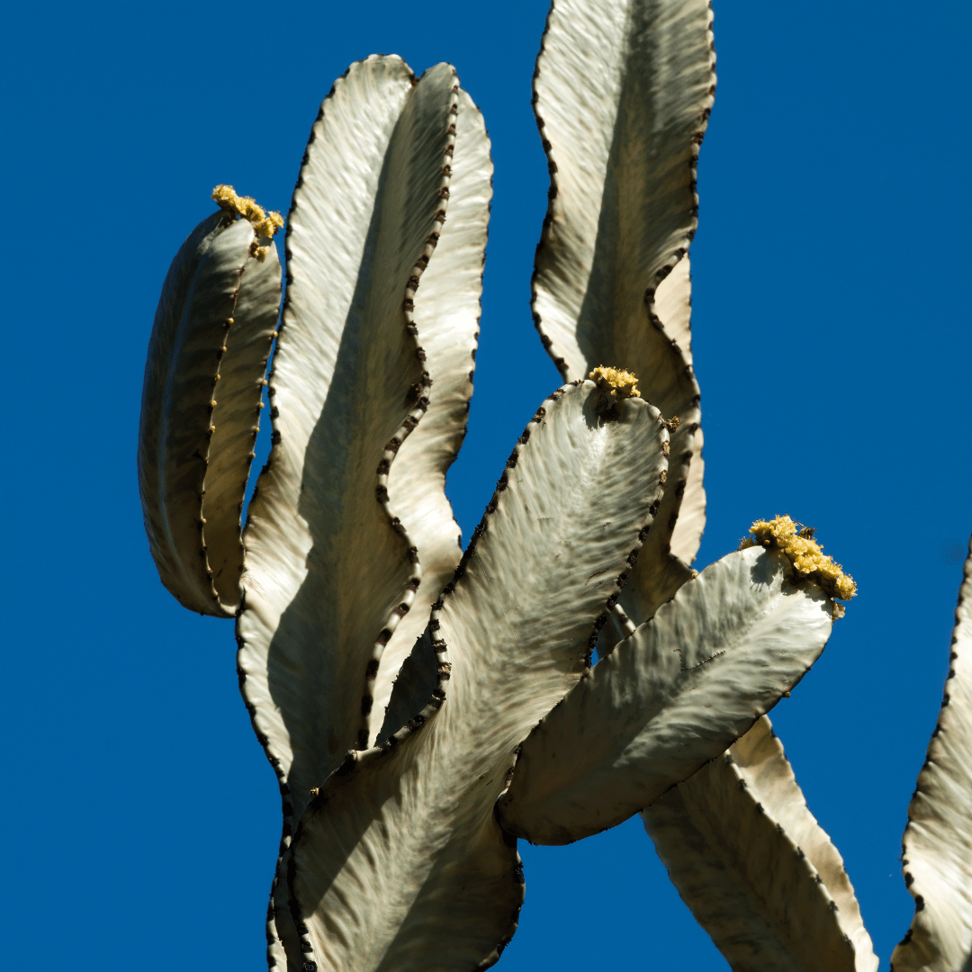 Variegated Lucky Cactus (Euphorbia trigona 'Rubra') green and white variegated columnar stems with yellow flowers — Phoenix, AZ
