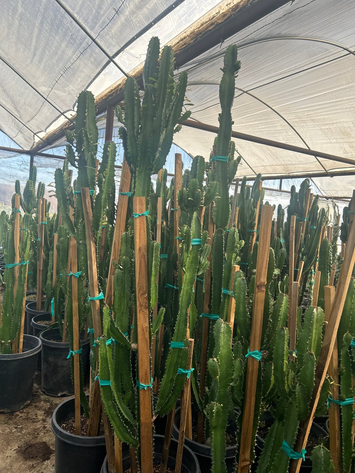 Lucky Cactus - 10/15 Gallon