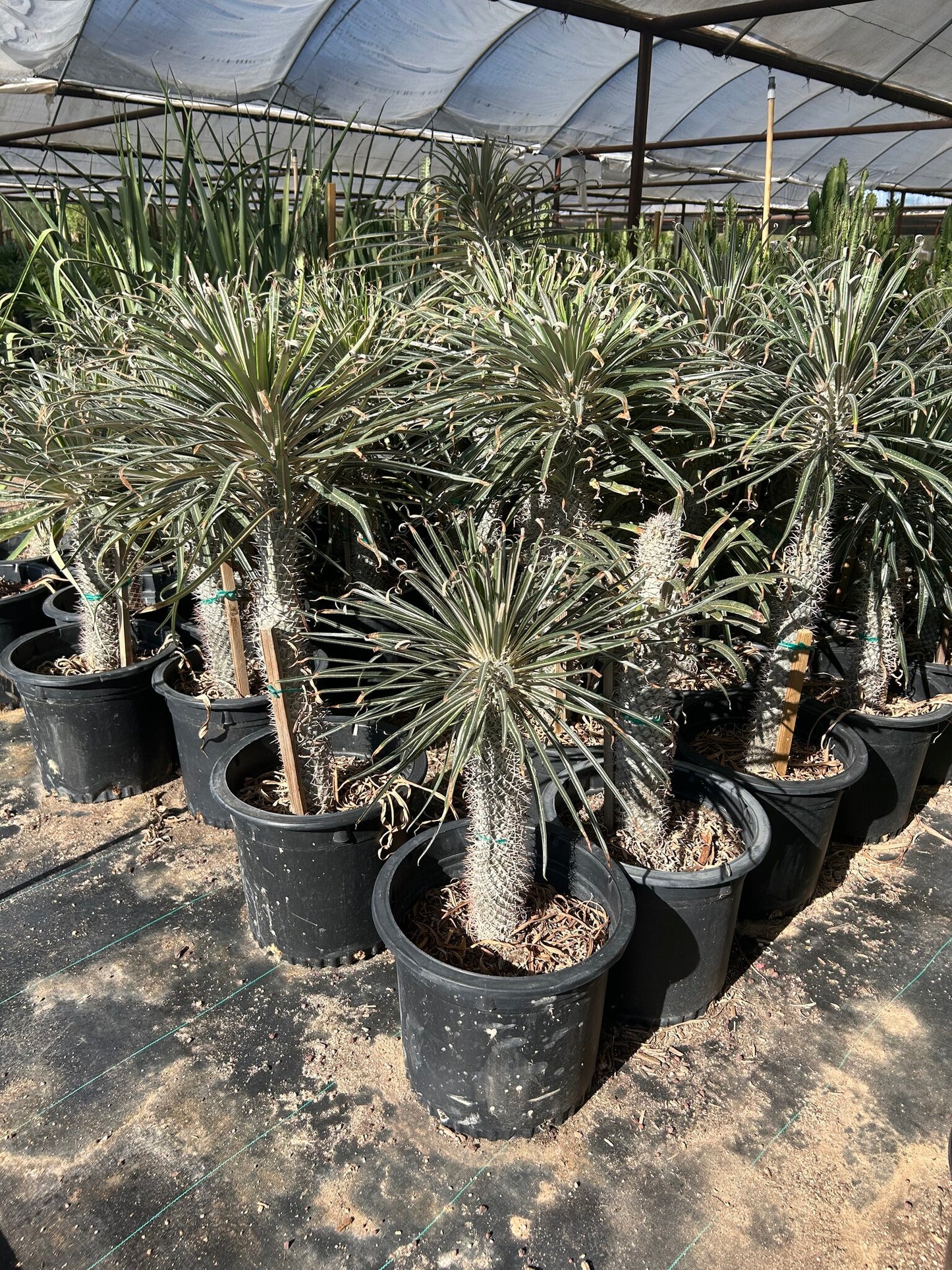 Madagascar Palm - Pachypodium geayi