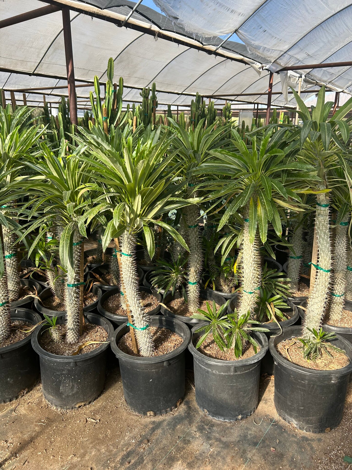 Madagascar Palm - Pachypodium lameri