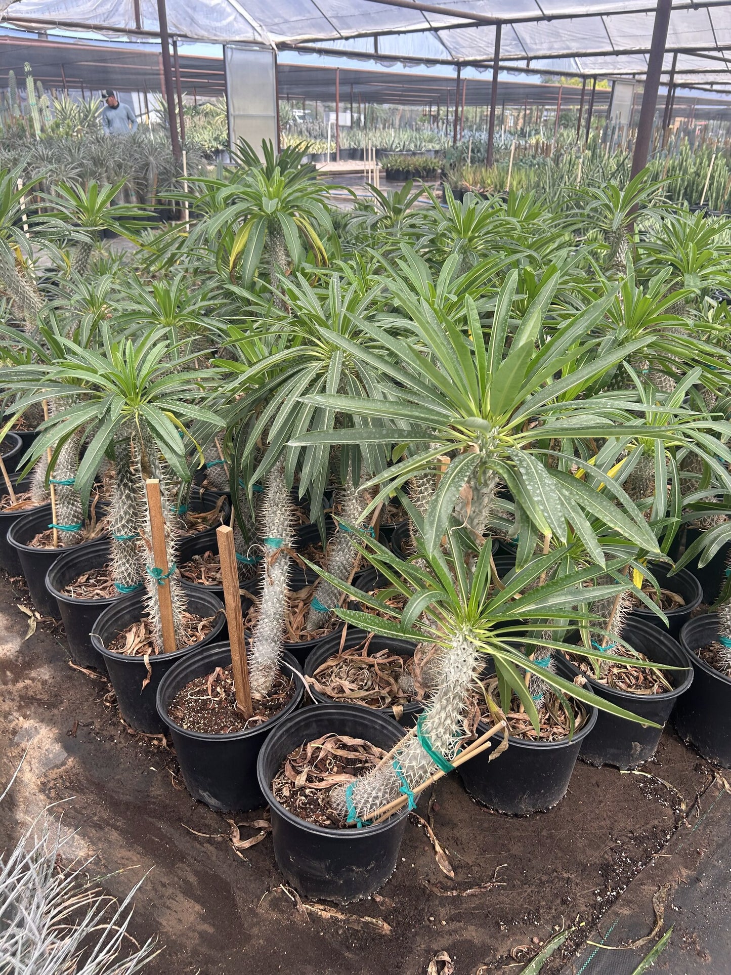 Madagascar Palm - Pachypodium geayi