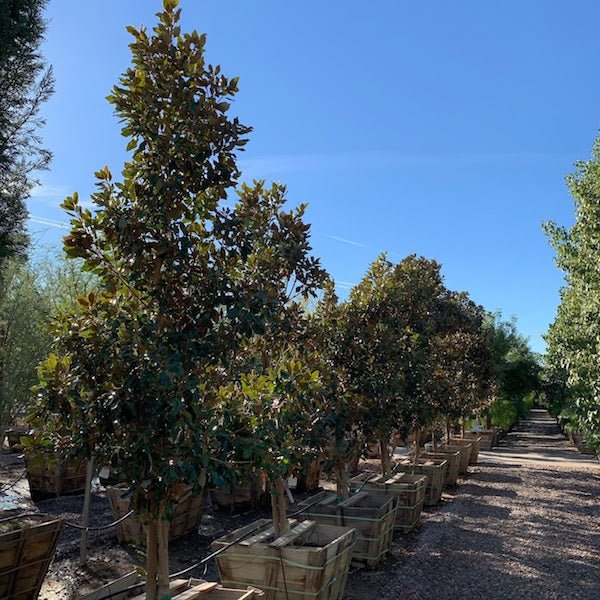 Magnolia Trees (Magnolia grandiflora) in nursery box containers — Phoenix, AZ