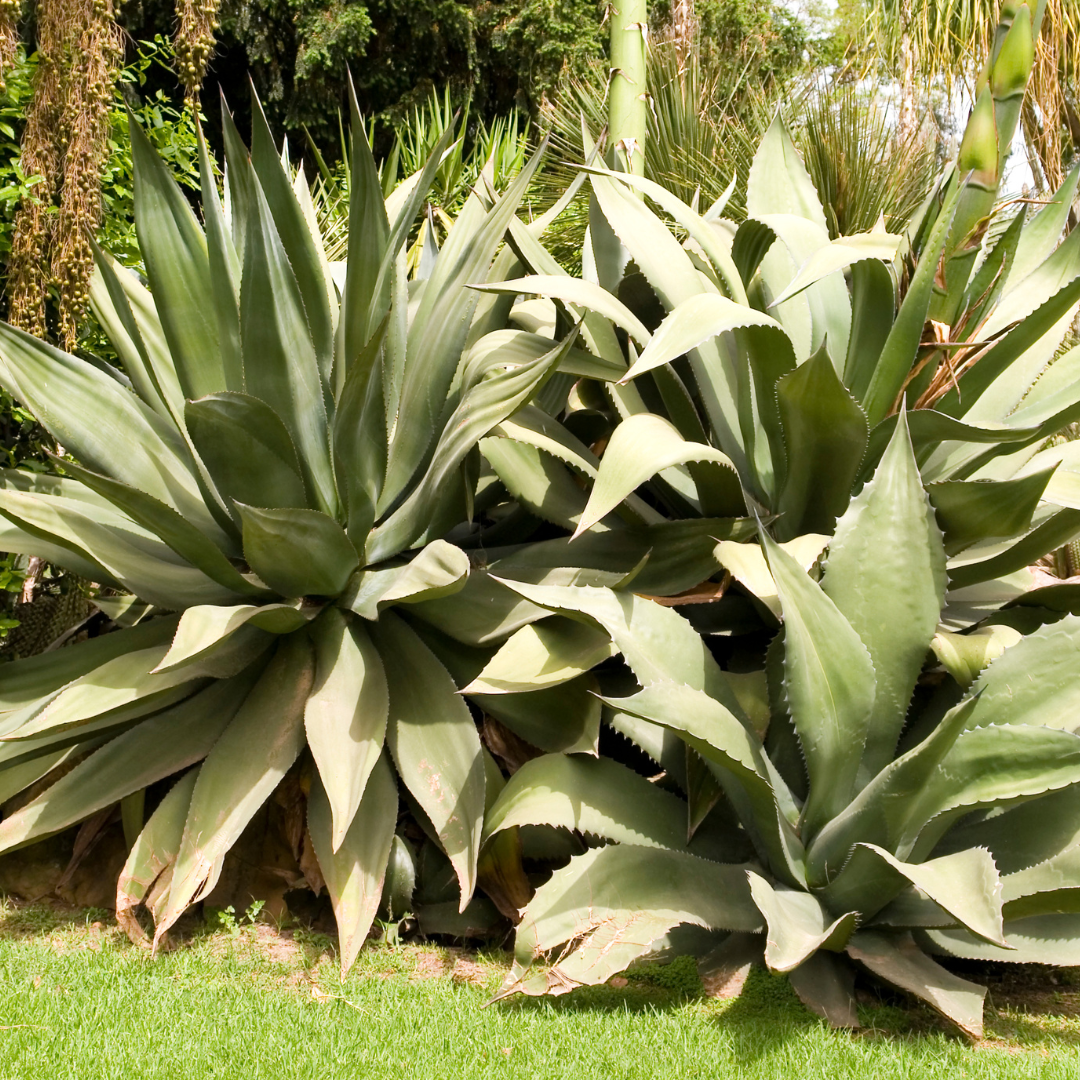 Agave Salmiana