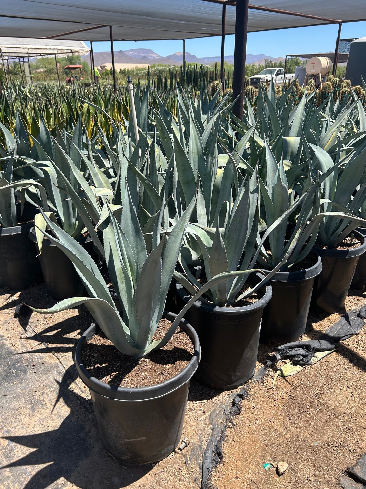 Majestic Agave
