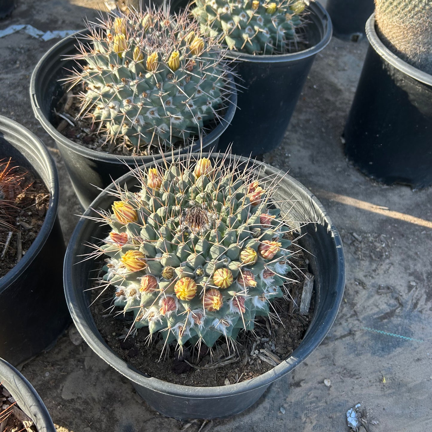 5 gallon Mammillaria Melanocentra cactus (Mammillaria melanocentra) in nursery pot — Phoenix, AZ