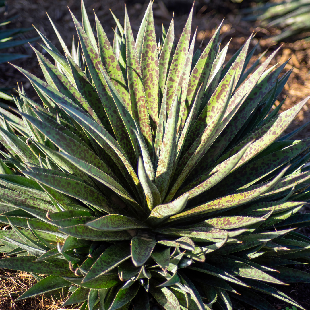 succulents texas Buy Texas Tuberose Phoenix, AZ | Manfreda maculosa