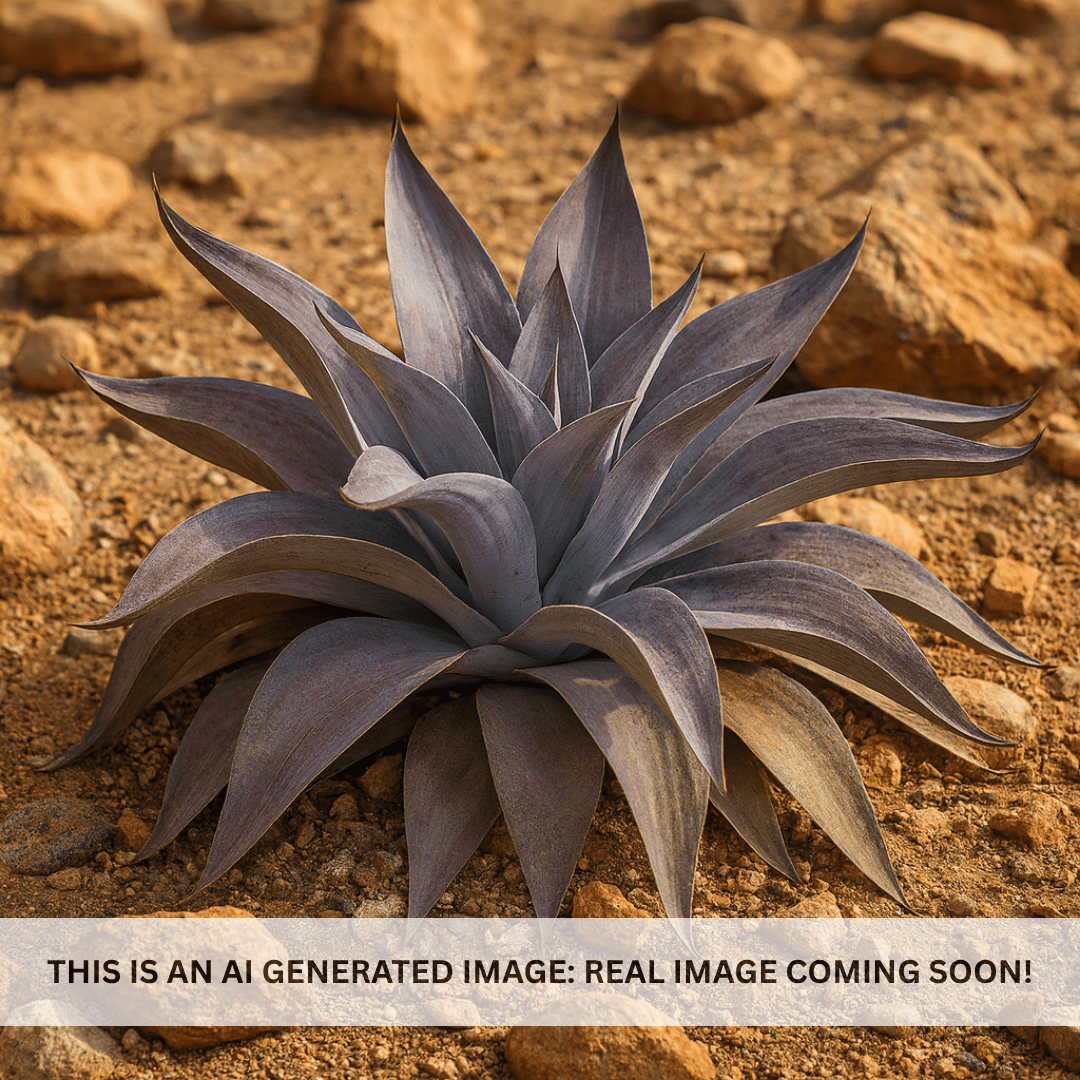 Mangave 'Aztec King' wide blue-green spotted rosette succulent in desert rock landscape — Phoenix, AZ