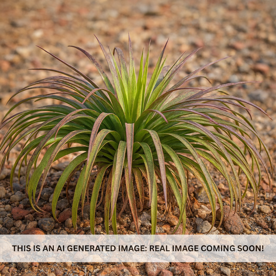 Mangave 'Bad Hair Day'