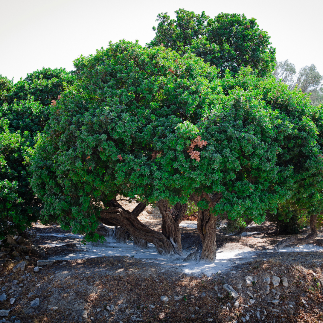 Mastic Tree (Pistacia lentiscus) mature specimen with gnarled trunk and dense green canopy — Phoenix, AZ