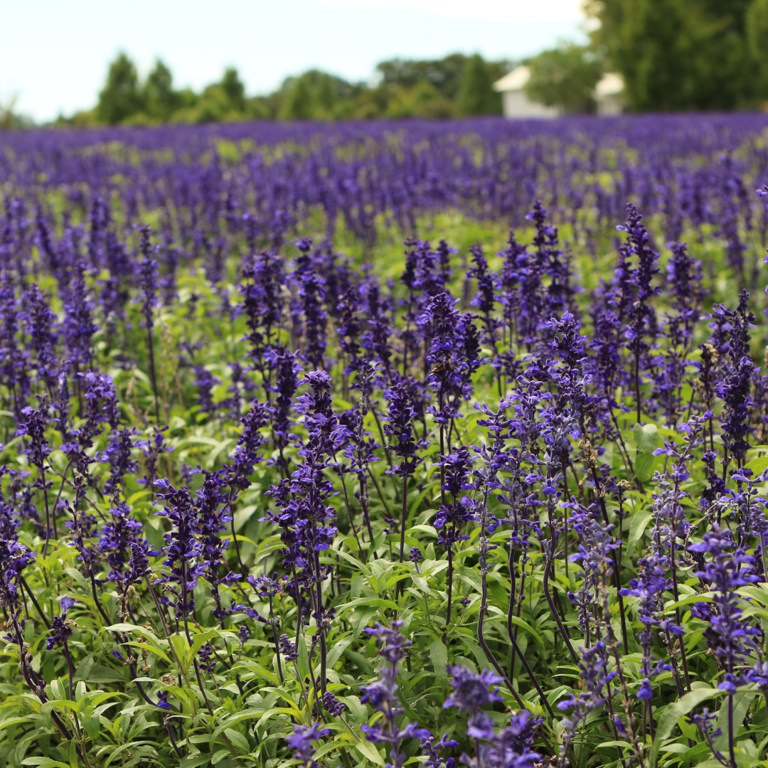 Mealy-Cup Sage (Salvia farinacea) with blue-violet flower spikes in nursery — Phoenix, AZ