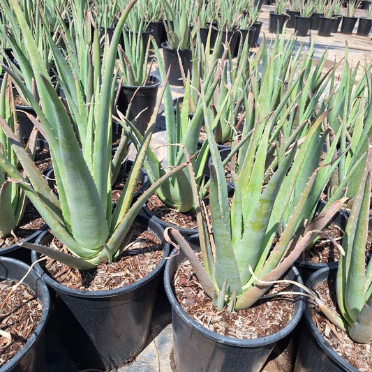 Aloe vera - yellow