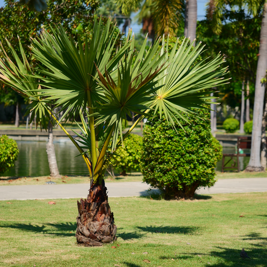 Mediterranean Fan Palm