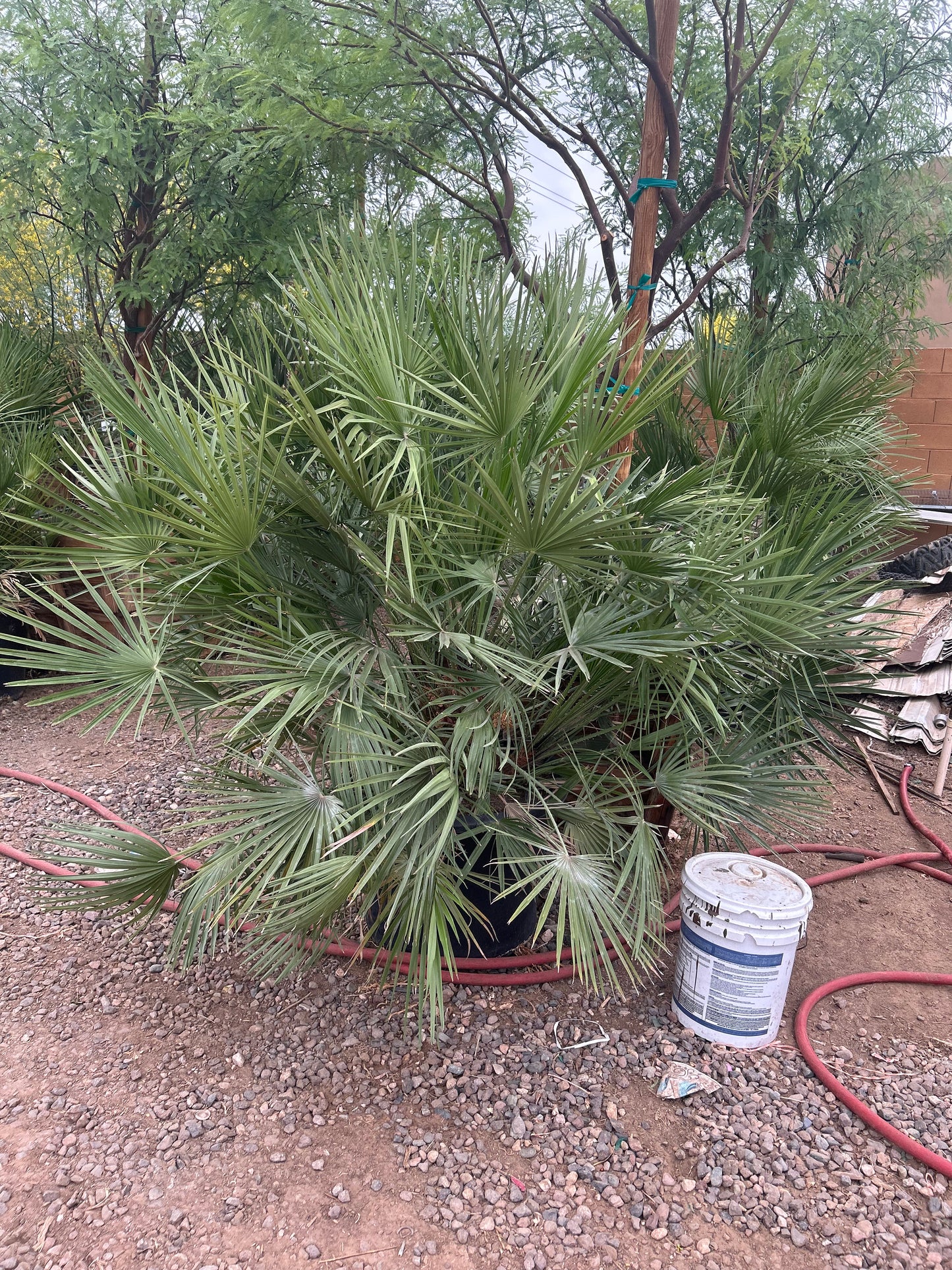 25 gallon Mediterranean Fan Palm (Chamaerops humilis) in nursery pot — Phoenix, AZ