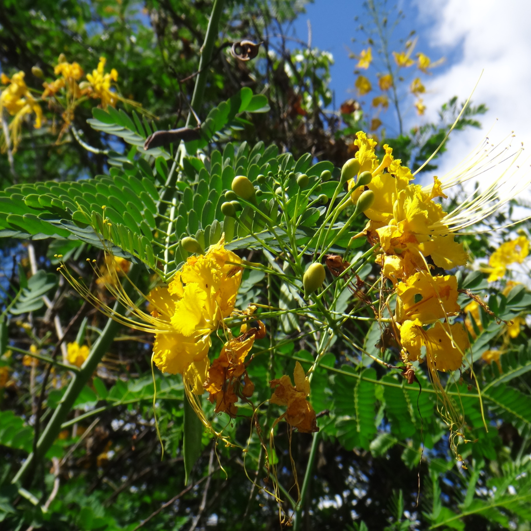 Mexican Bird of Paradise Tree (Caesalpinia mexicana) close-up yellow blooms with green foliage — Phoenix, AZ