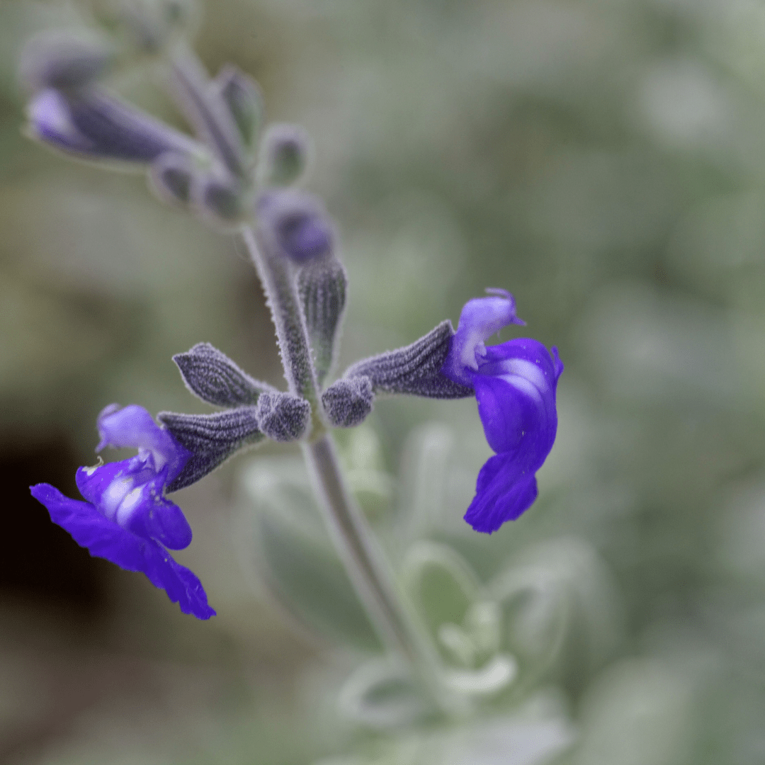 Mexican Blue Sage (Salvia mexicana) close-up showing vivid violet-blue tubular flowers on silver-green stems