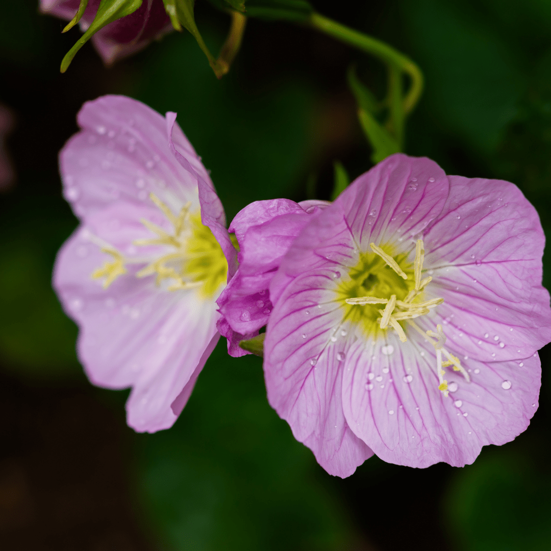 Close-up of Mexican Evening Primrose (Oenothera berlandieri) pink blooms with yellow centers — Phoenix, AZ
