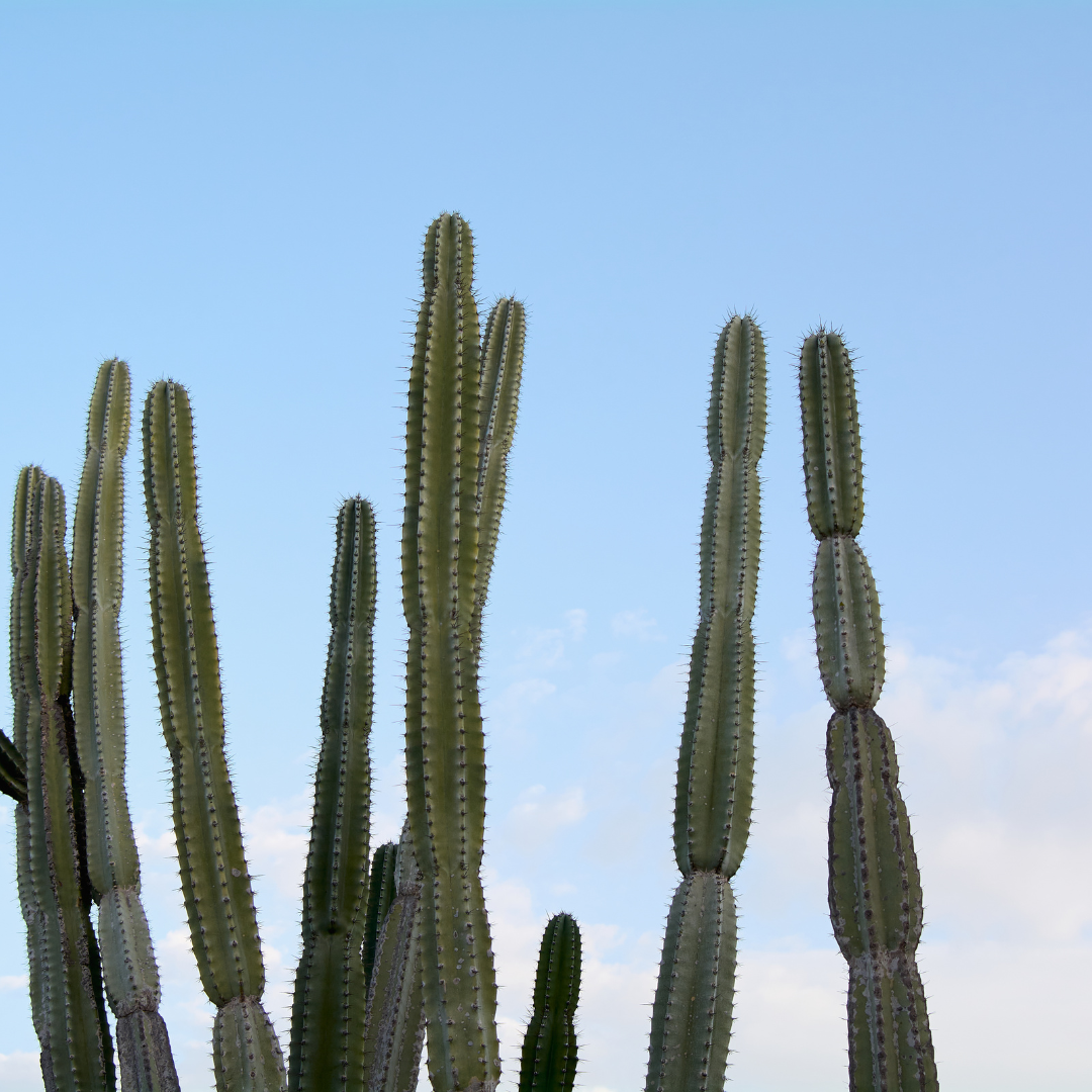 Mexican Fence Post