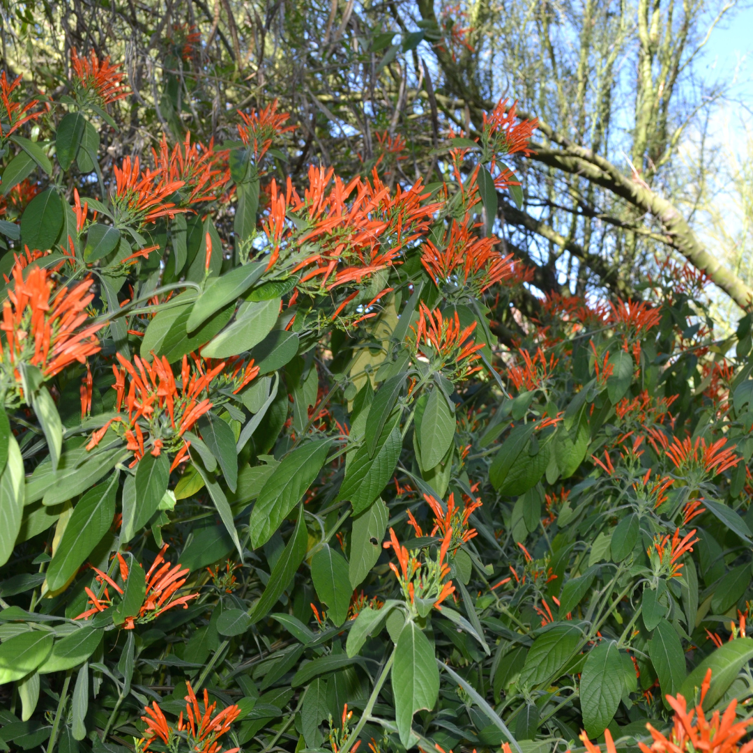 Mexican Honeysuckle (Justicia spicigera) bright orange tubular flowers with green foliage — Phoenix, AZ