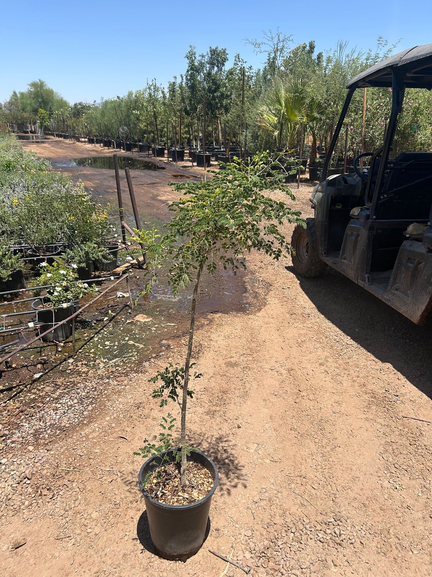 Mexican Bird of Paradise Tree