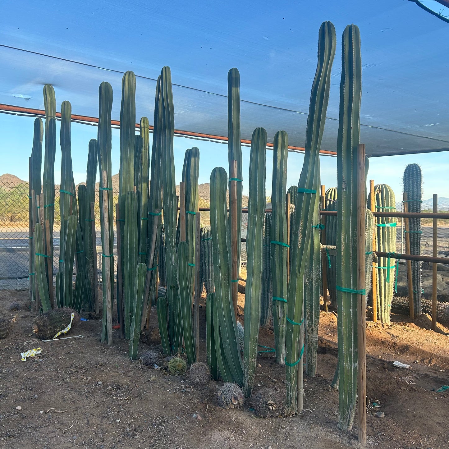 Mexican Fencepost Cactus (Pachycereus marginatus) bareroot — Phoenix, AZ