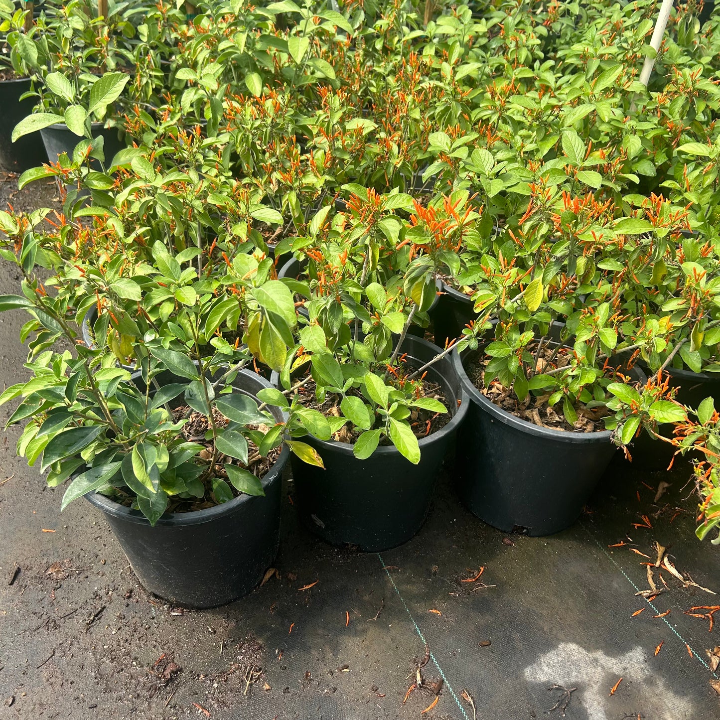 5 gallon Mexican Honeysuckle (Justicia spicigera) in nursery pot — Phoenix, AZ