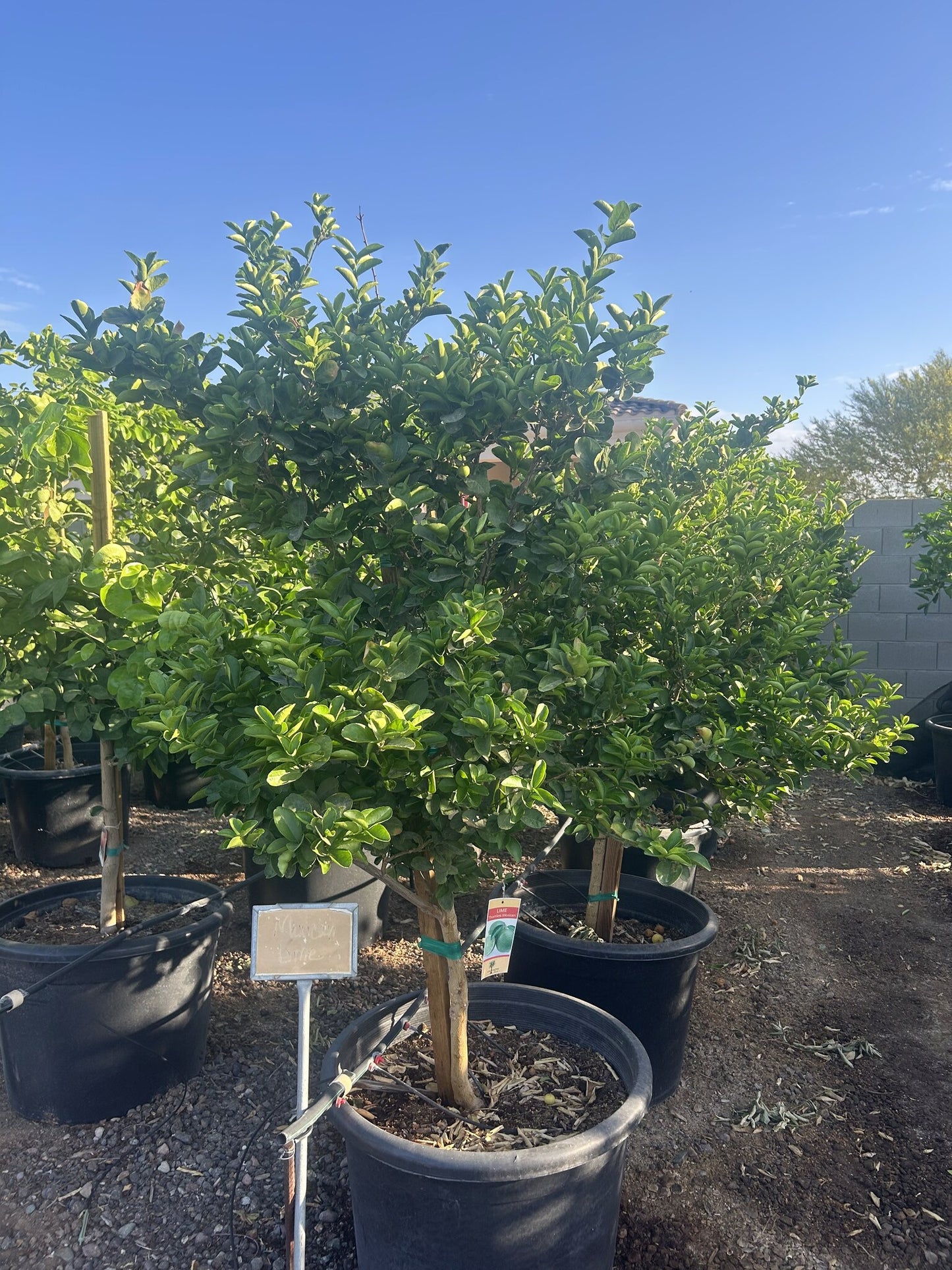 Mexican Lime