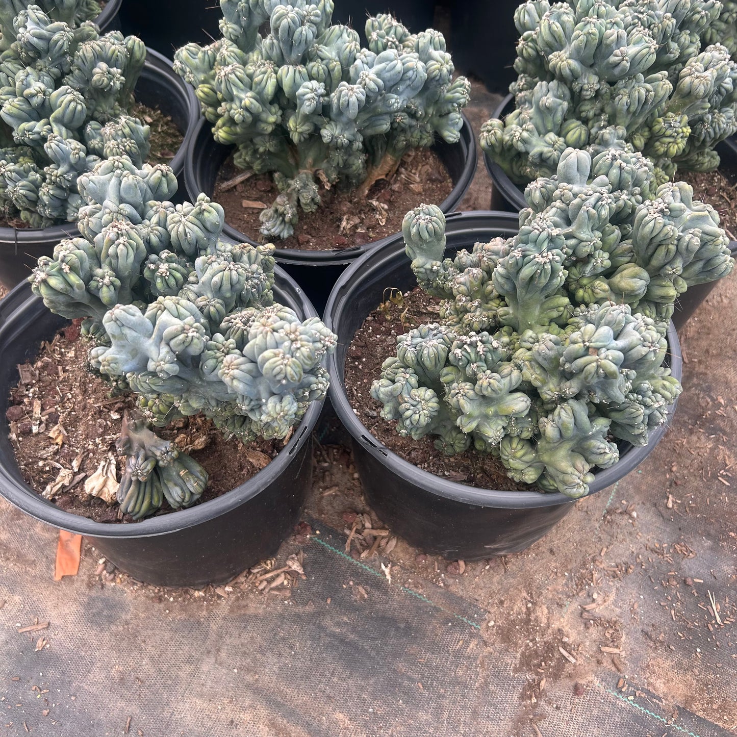 5 gallon Ming Thing Cactus (Cereus forbesii 'Ming Thing') in nursery pot — Phoenix, AZ