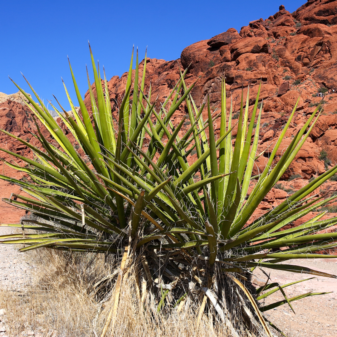 where can you buy yucca Buy Yucca Schidigera Phoenix, AZ | Yucca schidigera