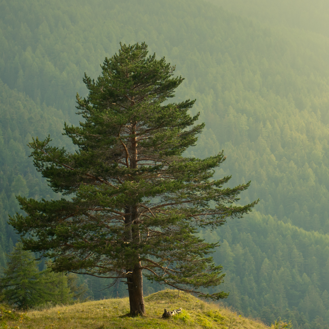 Mondale Pine