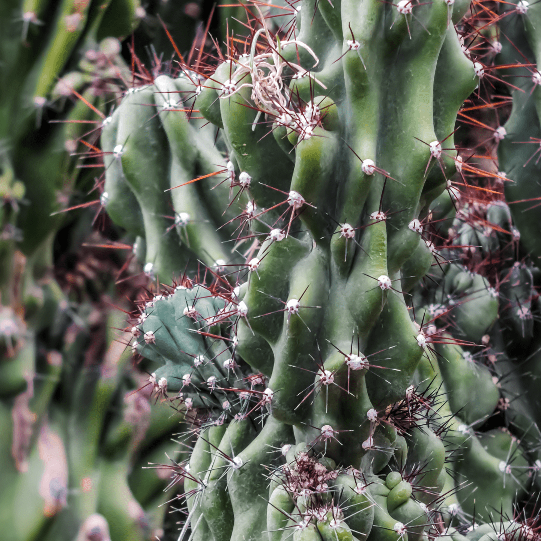 Blue Monstrosus Cereus (Cereus repandus f. monstruosus) close-up showing twisted monstrose growth β Phoenix, AZ