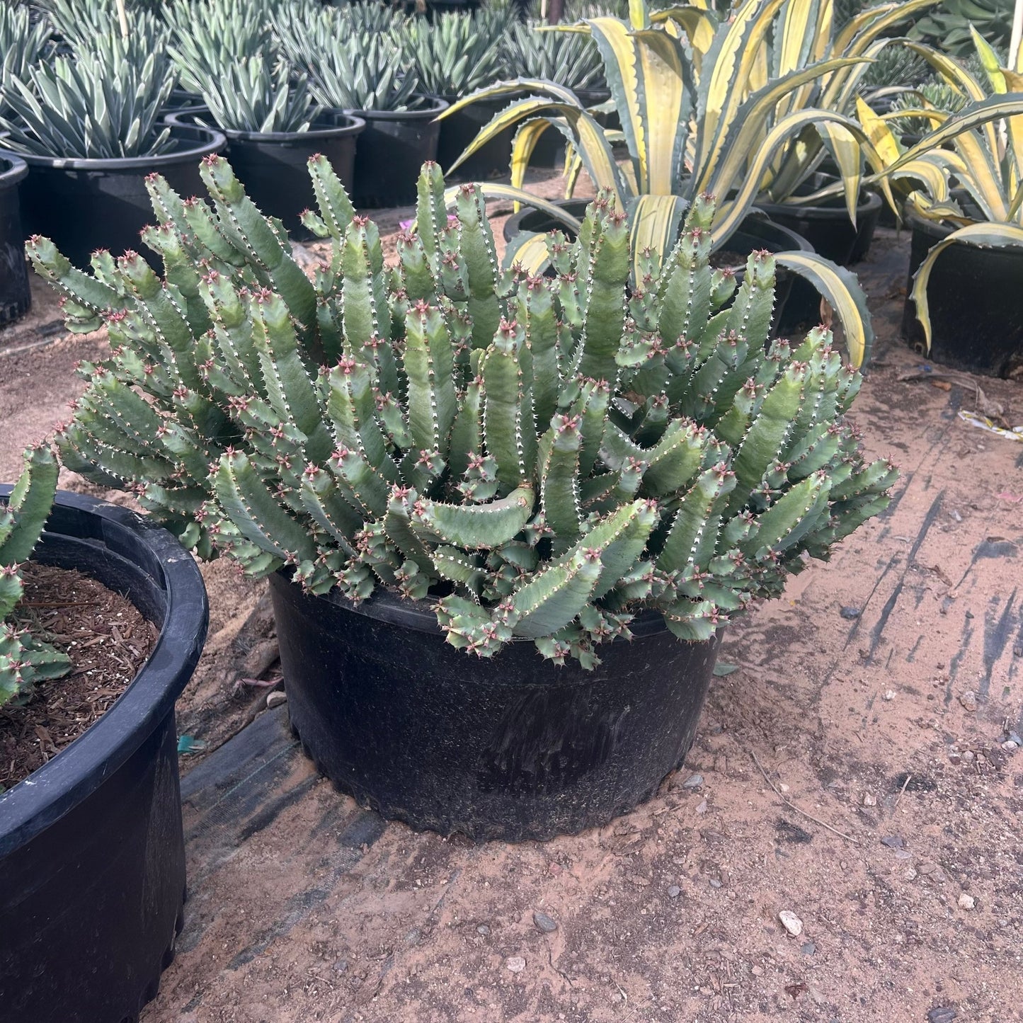 25 gallon Moroccan Mound (Euphorbia resinifera) in nursery pot — Phoenix, AZ