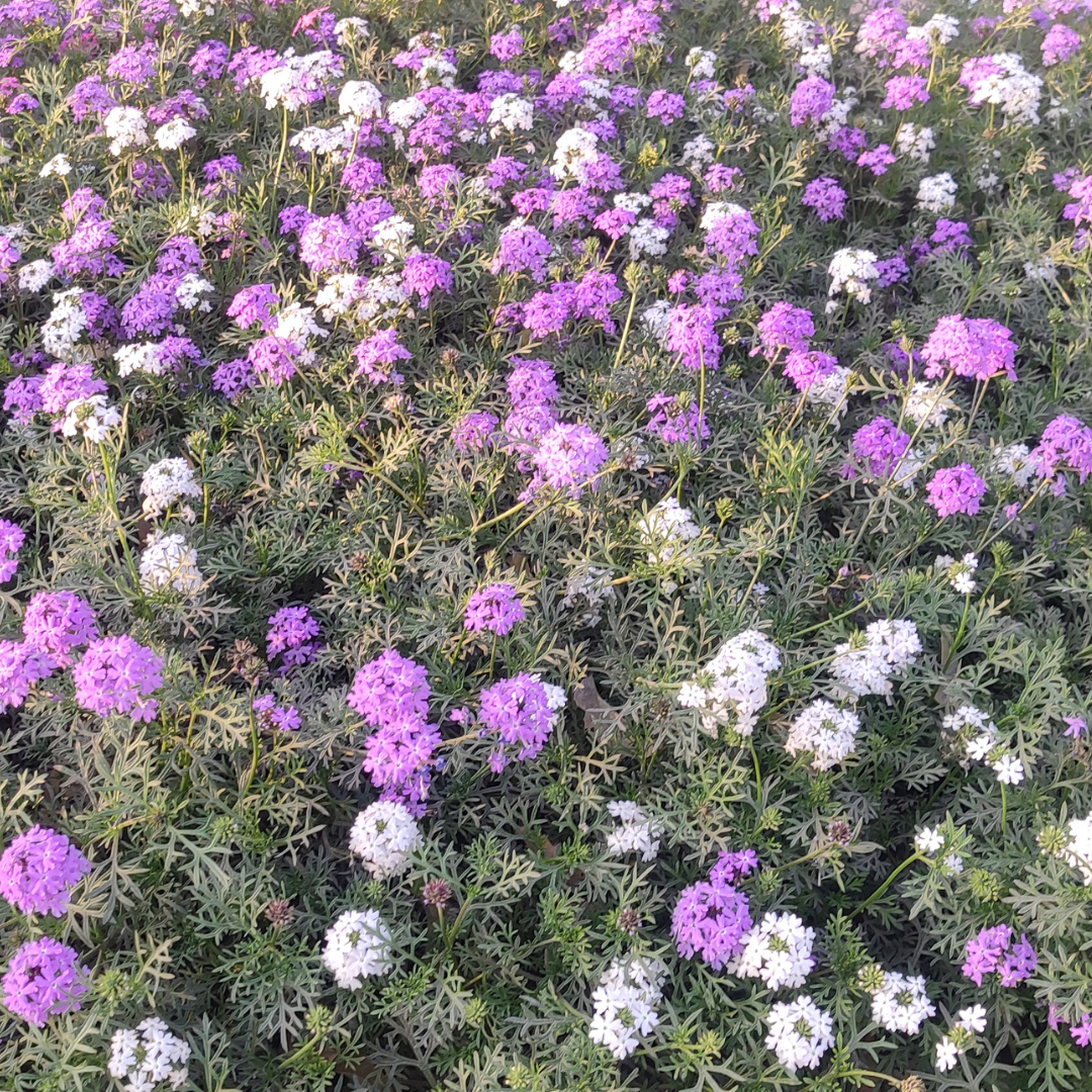 Moss Verbena (Verbena tenuisecta) ground cover carpet of purple and white blooms — Phoenix, AZ