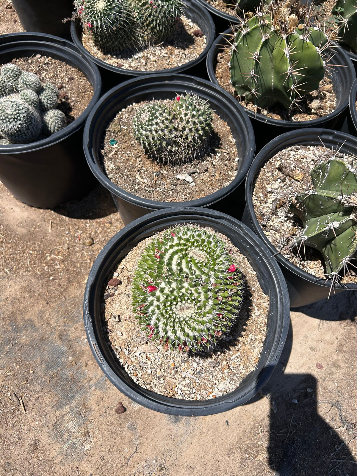 Mother of Hundred's - 3/5 Gallon