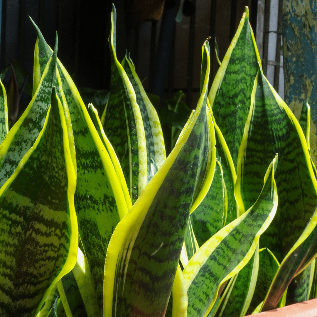 Mother in Laws Tongue (Sansevieria trifasciata) closeup of variegated green and yellow sword-shaped leaves — Phoenix, AZ