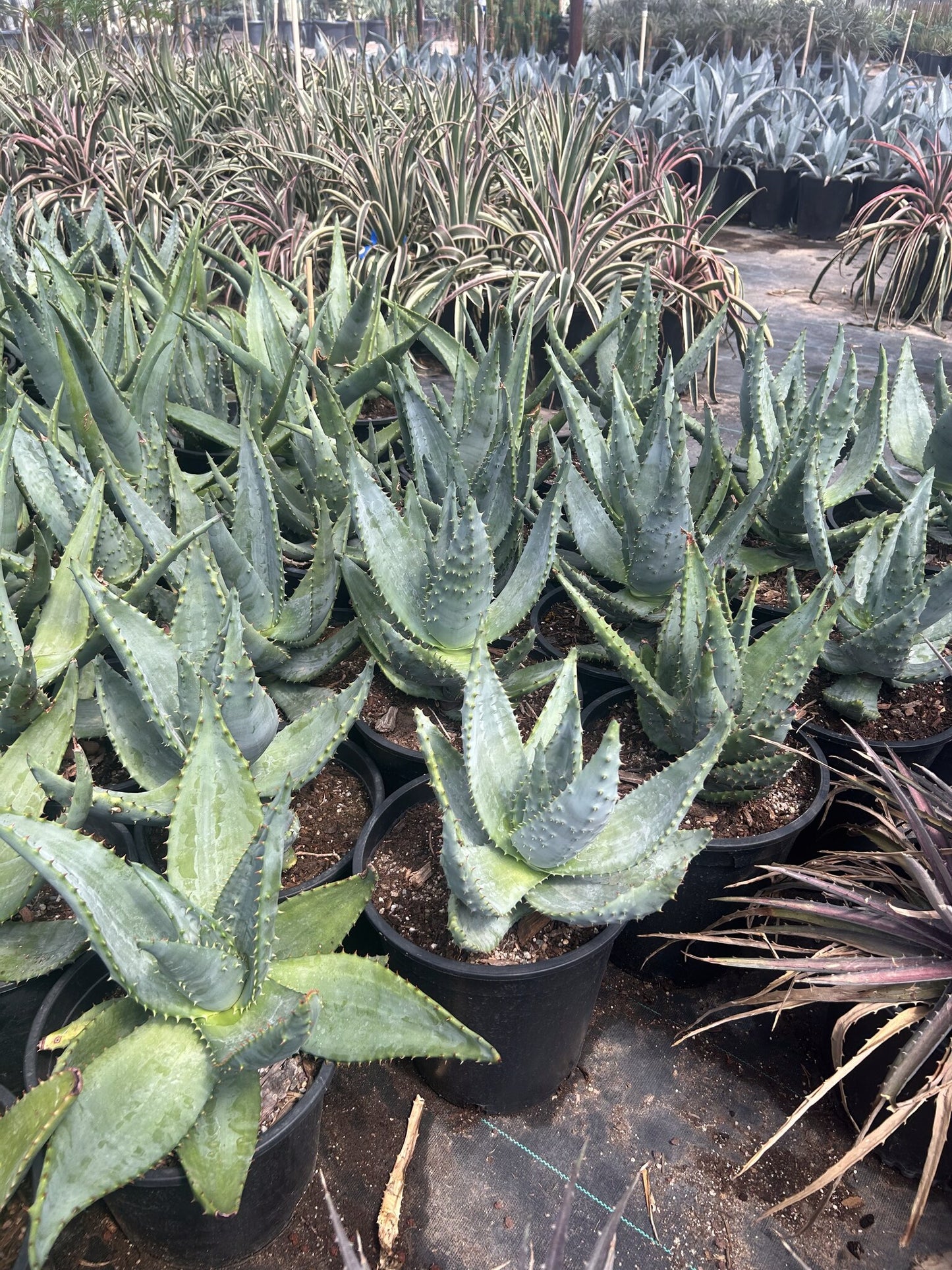 Mountain Aloe