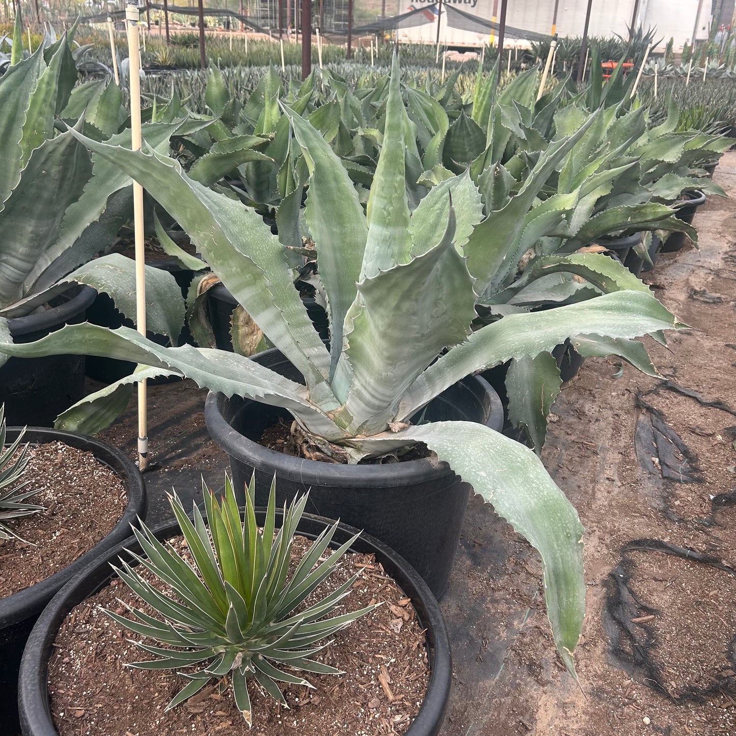 25 gallon Mr. Ripples Agave (Agave 'Mr. Ripples') in nursery pot — Phoenix, AZ