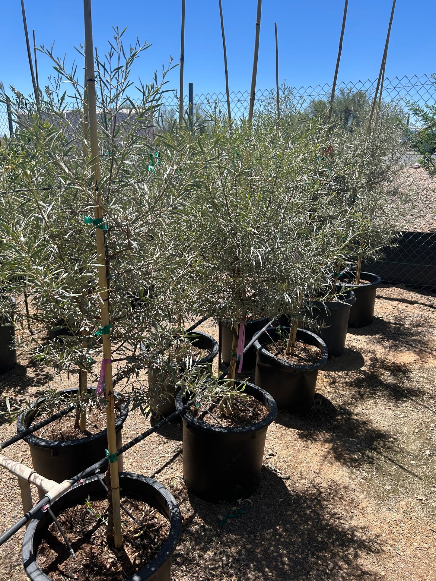 Mulga Acacia - 10/15 Gallon